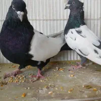 کبوتر فروشی