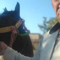 نریون دره شوری|اسب و تجهیزات اسب‌سواری|فارسان, |دیوار