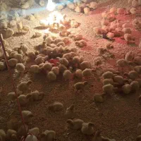 فروش جوجه بوقلمون بیوتی 6 (زرین )