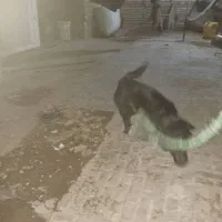 سلام سگ فروشی