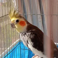 عروس هلندی بالغ