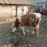 گاو(گوساله) نر سیمینتال اصل جنس