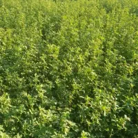 خریدار یونجه