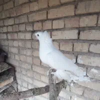 کبوتر کفتر راعبی