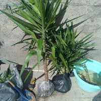 گل ۲متری با ریشه و اماده