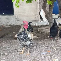 خروس جوجه