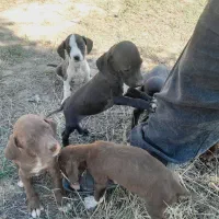 توله سگ شکاری پینتر آلمان|سگ|مینودشت, |دیوار