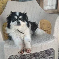 پا کوتاه فوقولاده زیبا و جوان تربیت شده|سگ|ساری, |دیوار