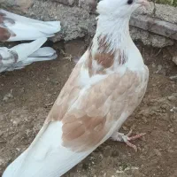 کبوتر پشت هما کله دم سبز
