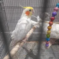 عروس هلندی لوتیتو جفت مولد|پرنده|تهران, مسگرآباد|دیوار