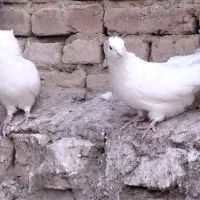 یک جفت کبوترسفید کاکولی|پرنده|عجب شیر, |دیوار