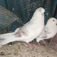 کفتر پرشی فروش و معاوضه با کفتر کشتنی|پرنده|یزد, |دیوار