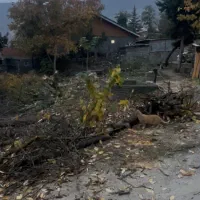 ۲۷۰ متری کاربری مسکونی