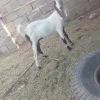 بز آبستن