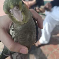 عروس هلندی گم شده