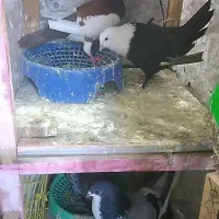 یهودی وکلاغ سیاه وسرخ وساده امری وزاغ کرمونی طوقی