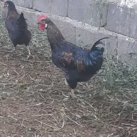 خروس|پرنده|ساوه, |دیوار