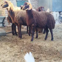 میش و بره ماده بز