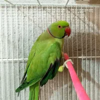 جفت طوطی ملنگو مولد با قفس و لونه