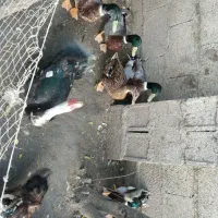 اردک اسراییلی و محلی|حیوانات مزرعه|رشت, لاکان|دیوار