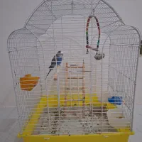 مرغ عشق نر