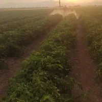 سمپاشی زمین کشاوزی با لانس|خدمات باغبانی و درختکاری|پارسآباد, |دیوار