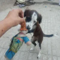 فروش سگ|سگ|شیروان (خراسان), |دیوار