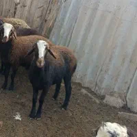 بره ماده چاق تازه داره گیج میشه