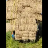 کاه،کلوش،سرچین برنج