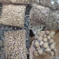 تخمه|خوردنی و آشامیدنی|سرخنکلاته, |دیوار