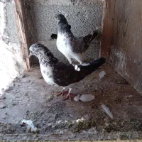 کبوتر یکجایی