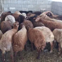 فروش گوسفند ماده و نر