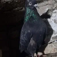 یک جفت کبوتر دمه تخم ،زاغوسرخ|پرنده|مینودشت, |دیوار