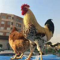 مرغ و خروس برای قربانی کردن