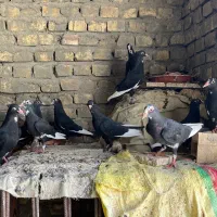 جوجه پلنگ و گلی