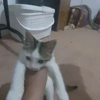 گربه سه هفته ای بازیگوش وخونگی ومهربون