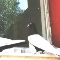 سینه سیاه نر