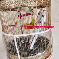 دو جفت مرغ عشق با قفس طلایی پایه دار