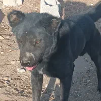 سگ نر گله ای|سگ|پیر بکران, |دیوار