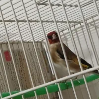 سهره|پرنده|مشهد, عنصری|دیوار