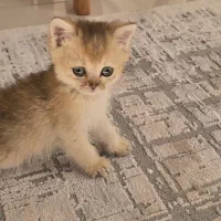 گربه بریتیش