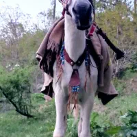 قاطر ماده اهل واروم