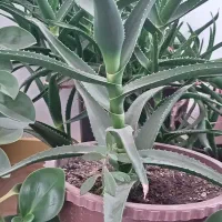 گل و گیاه|گل و گیاه طبیعی|اردبیل, |دیوار