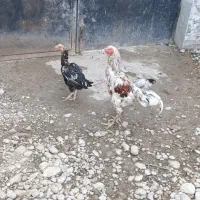 فروش مرغ خروس لاری طوس مرغ چیل|حیوانات مزرعه|علی‌آباد کتول, |دیوار