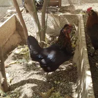 مرغ تخم گذار