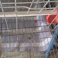 قفس مرغ تخم گذار