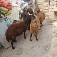 گوسفند زنده کیلوی ۲۶۰۰۰تومن|حیوانات مزرعه|میانه, |دیوار