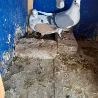 کفتر پشت گراف