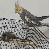 جوجه عروس هلندی|پرنده|اندیمشک, |دیوار