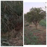 علف زن علف زنی با دستگاه  کاشت چمن طبیعی|خدمات باغبانی و درختکاری|دزفول, |دیوار